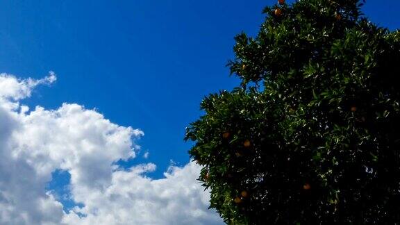 多云天空下桔子树的时间流逝