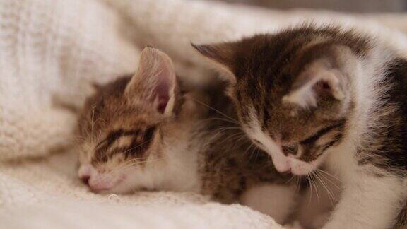 小猫们挤在一起盖着毯子睡在沙发上