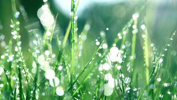 绿色的草地上挂着清晨的露珠