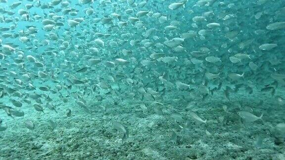 一大群鱼优雅地穿过海洋深处下面的沙子
