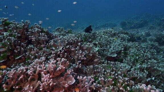 在泰国西米兰群岛健康的珊瑚上潜水