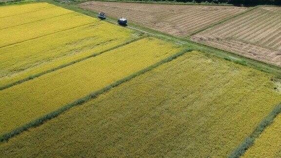 日本水稻收获的鸟瞰图
