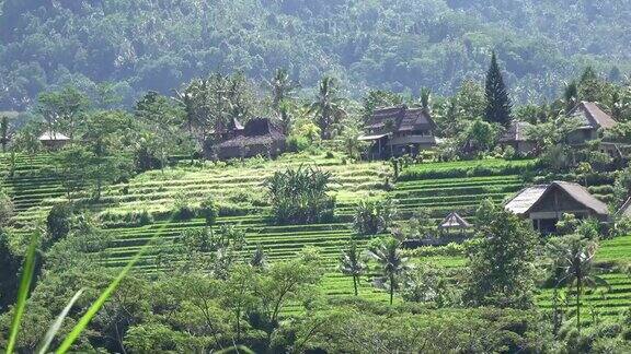 水稻梯田山上的棕榈树和农民的房子巴厘岛印尼