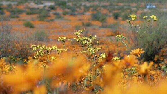 南非纳马夸兰的鲜花和野生动物在春天9月