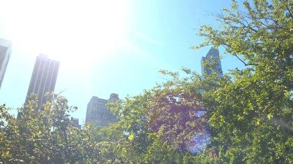 低角度:阳光明媚的纽约树冠后面的现代玻璃摩天大楼