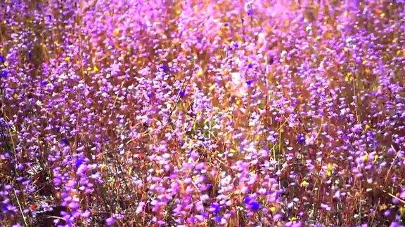 田野里五颜六色的花在阳光明媚的日子里是美丽的选择焦点