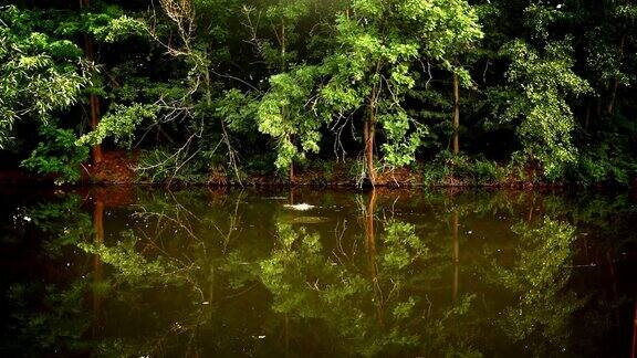 绿色自然与湖泊