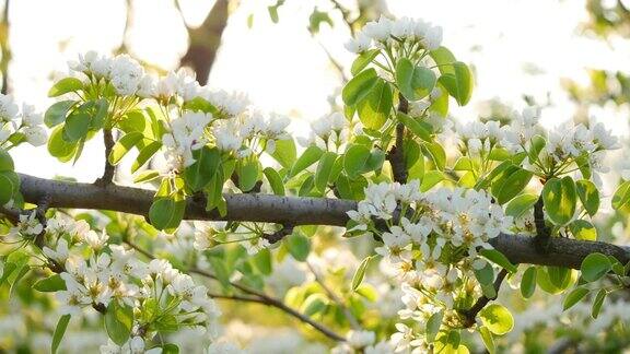 春天花开白花开