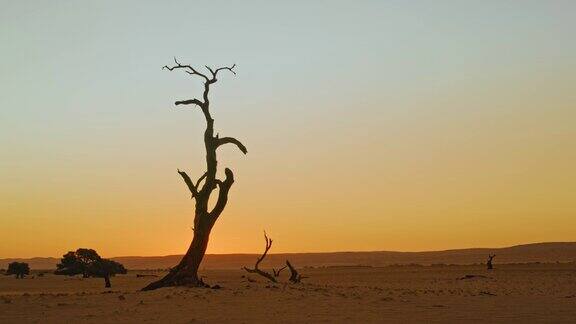 日落时在纳米比亚非洲广袤宁静的沙漠中WS树的剪影