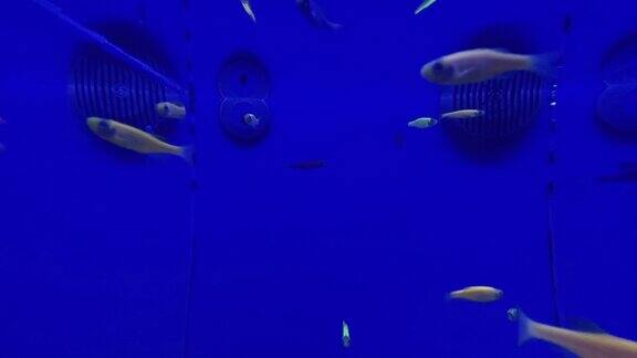 充满活力的蓝色鱼缸里的小鱼