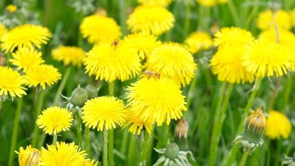 田野里有黄色的蒲公英蜜蜂在蒲公英上采集花蜜