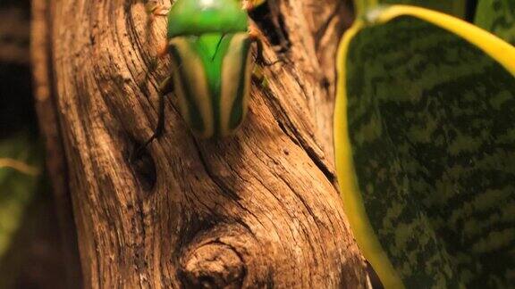 金龟子金匠甲虫树枝上的圣甲虫