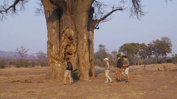 在津巴布韦戈纳雷州国家公园游客在向导的指导下漫步看着一只松鼠在一棵巨大的猴面包树上