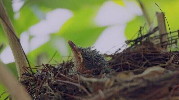 鸟巢里的小鸟宝宝刚出生的小鸟饿了等待喂食