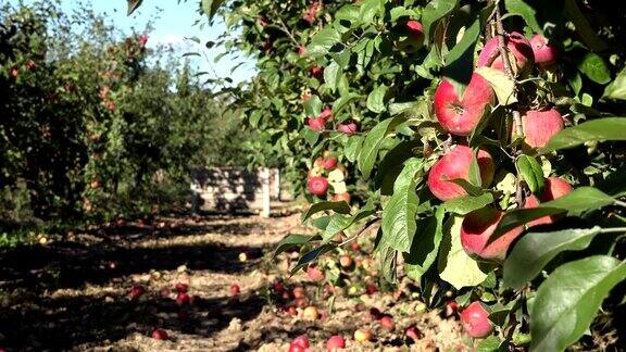 苹果树与红苹果果实收获在果园焦点改变FullHD