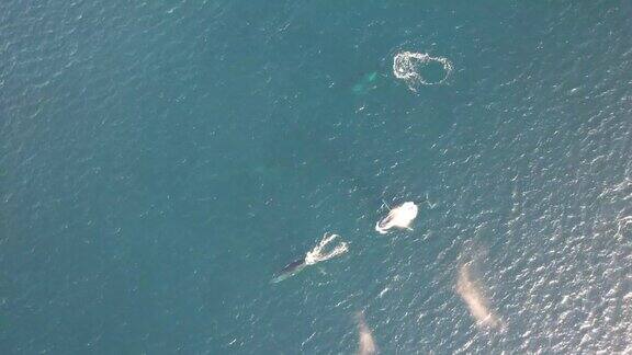 鲸鱼在海洋中游泳的无人机视频