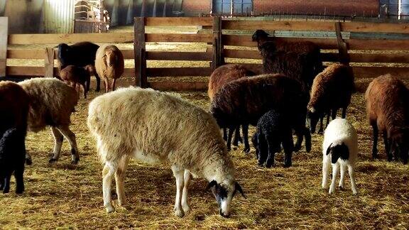 羊在农场饲养羊羔绵羊和小羊羔在羊圈里滑块