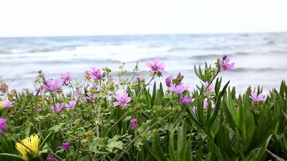 以海洋为背景的花朵