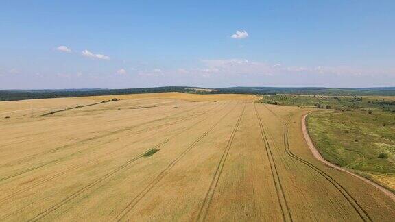 航拍的黄色耕作农田与干秸秆的小麦收割后