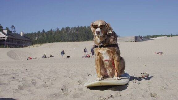 戴着墨镜坐在冲浪板上的狗