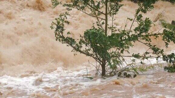 一棵小树在泥泞的暴雨中泛滥