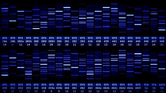 DNA序列正面的看法穿着蓝黑色
