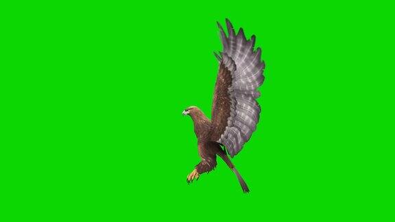 绿色屏幕上的鹰飞动画概念动物、野生动物、游戏、返校、3d动画、短视频、电影、卡通、有机、色度键、角色动画、设计元素、可循环