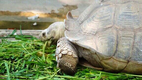 动物园里吃草的非洲大龟非洲的大乌龟近4k分辨率