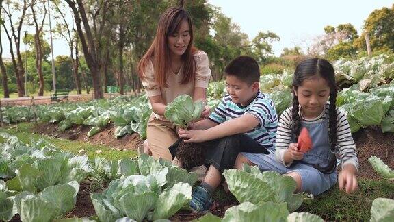亚洲家庭从菜园收获蔬菜