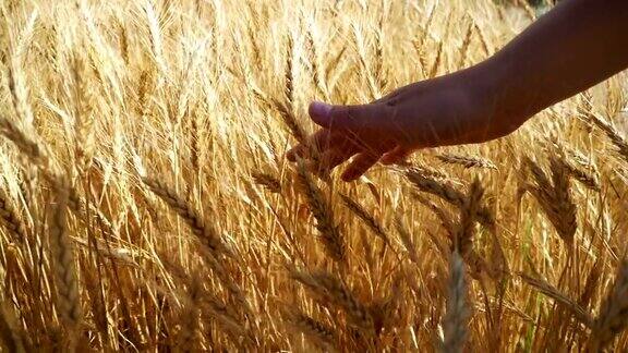 女人的手在田间的小麦穗上移动慢动作