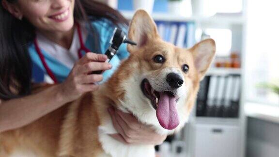 兽医对狗耳进行医学检查
