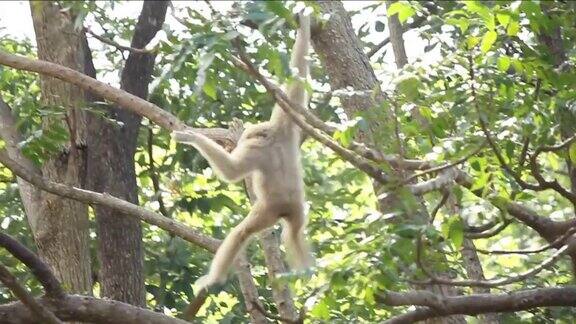 猴子在树