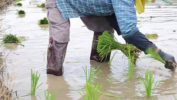 亚洲农民水稻种植工作:HDVDO