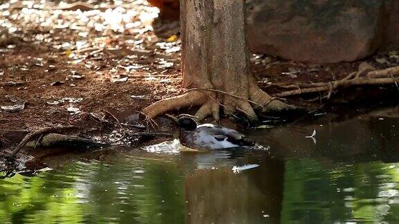 雄性绿头鸭在夏天的池塘里清理羽毛