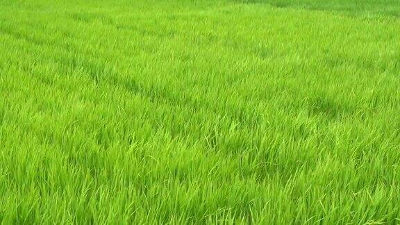 稻谷绿草地随风摇曳在绿野风光中荡漾