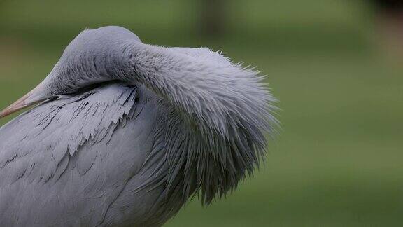 美丽壮观的蓝鹤濒危物种南非的国鸟特写镜头慢镜头梳理