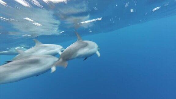 野生海豚的游泳