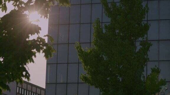 阳光透过树叶和办公楼环保商业概念背景