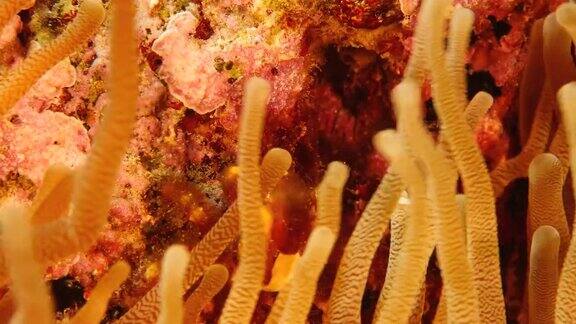 近距离的螃蟹和海葵作为珊瑚礁的一部分在加勒比海库拉索岛周围