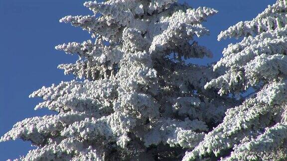 白雪覆盖的云杉