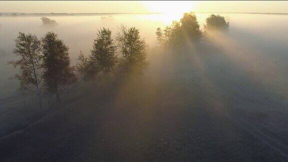 乡下雾蒙蒙的日出阳光穿过树林空中无人机拍摄的