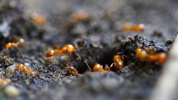 近距离观察红蚂蚁在地上行走