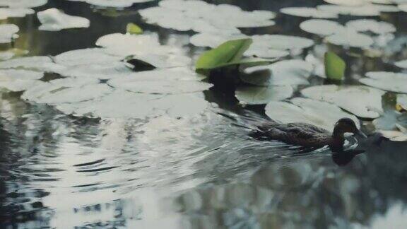 野鸭在湖里游泳