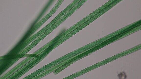 振荡菌是一种丝状蓝藻菌属在显微镜下振荡运动