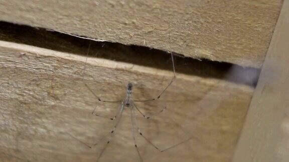 蜘蛛在棚屋里颠倒