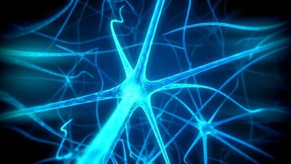 神经元内侧可循环动画