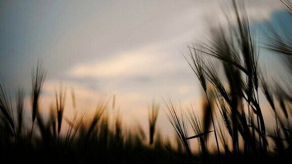 小麦在蓝色的时刻被微风轻轻吹动晚霞的剪影映在天空的光影背景上