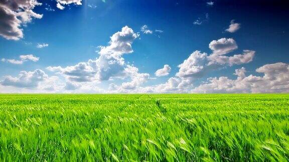 绿色的田野和多云的天空