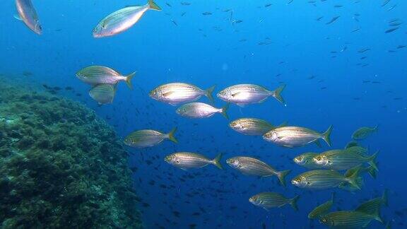 地中海水下生活-萨莱玛鱼群在非常蓝色的水