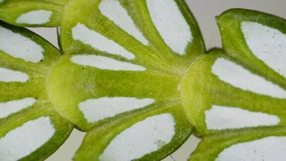 微距拍摄下的白玉兰叶子的平坦表面